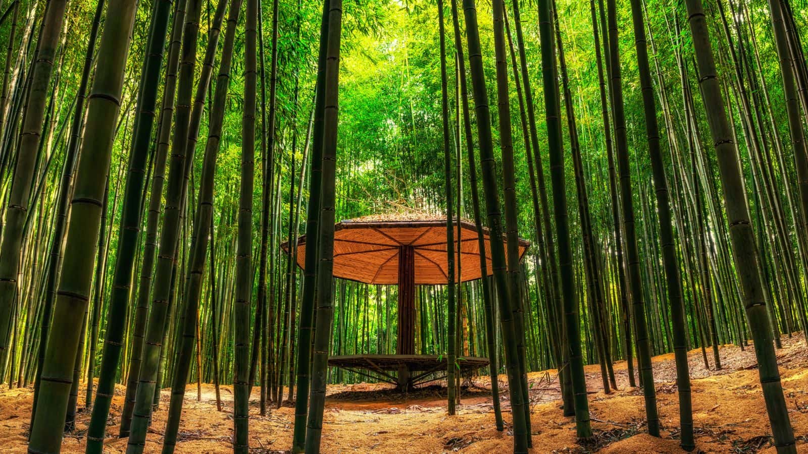 A round wooden gazebo with benches stands among tall, dense green bamboo stalks in a forest.