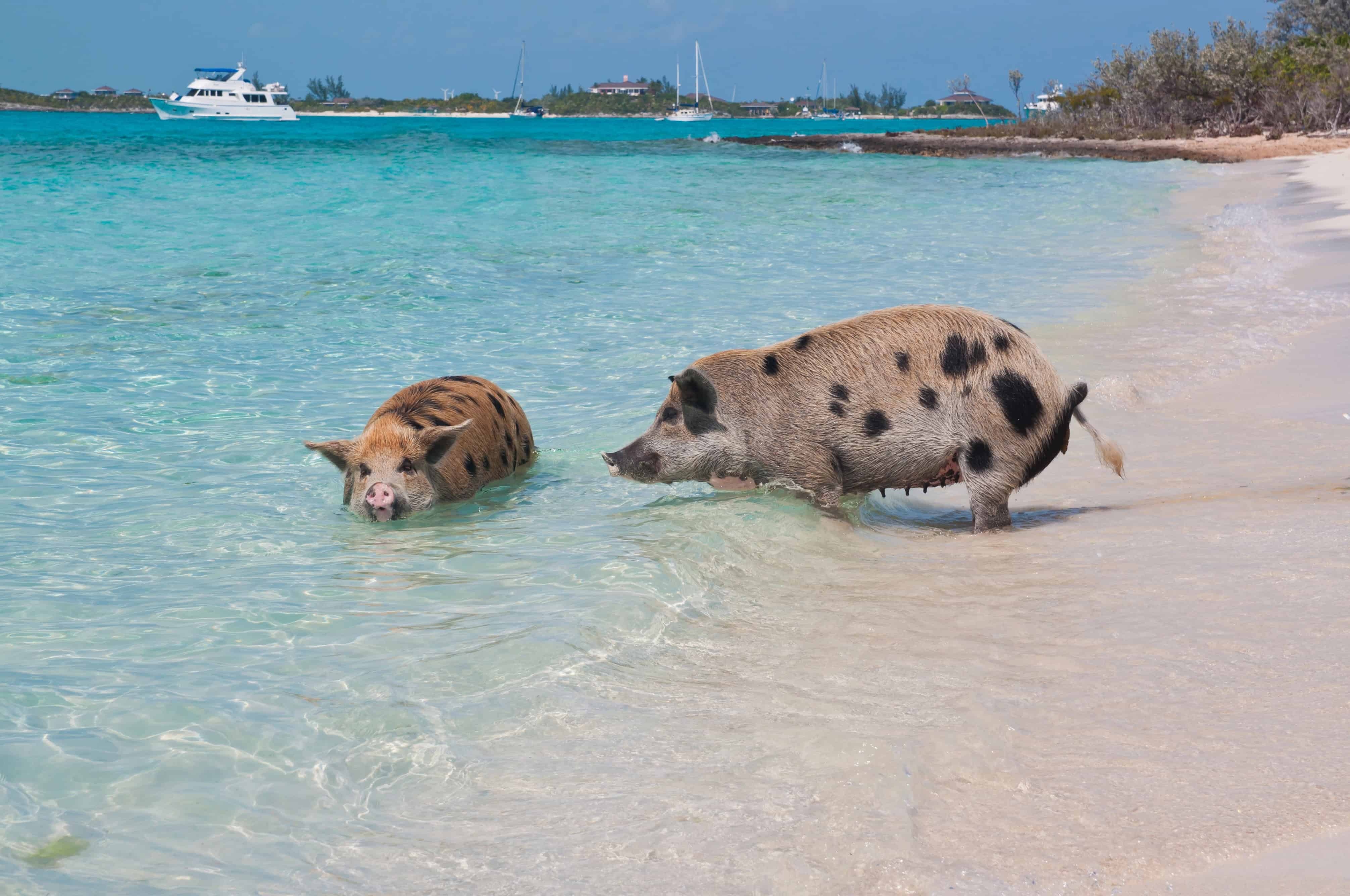 Two pigs wading in clear turquoise water on a sandy beach, with a boat and trees in the background—a fun example of Bahamas cruise activities for families.