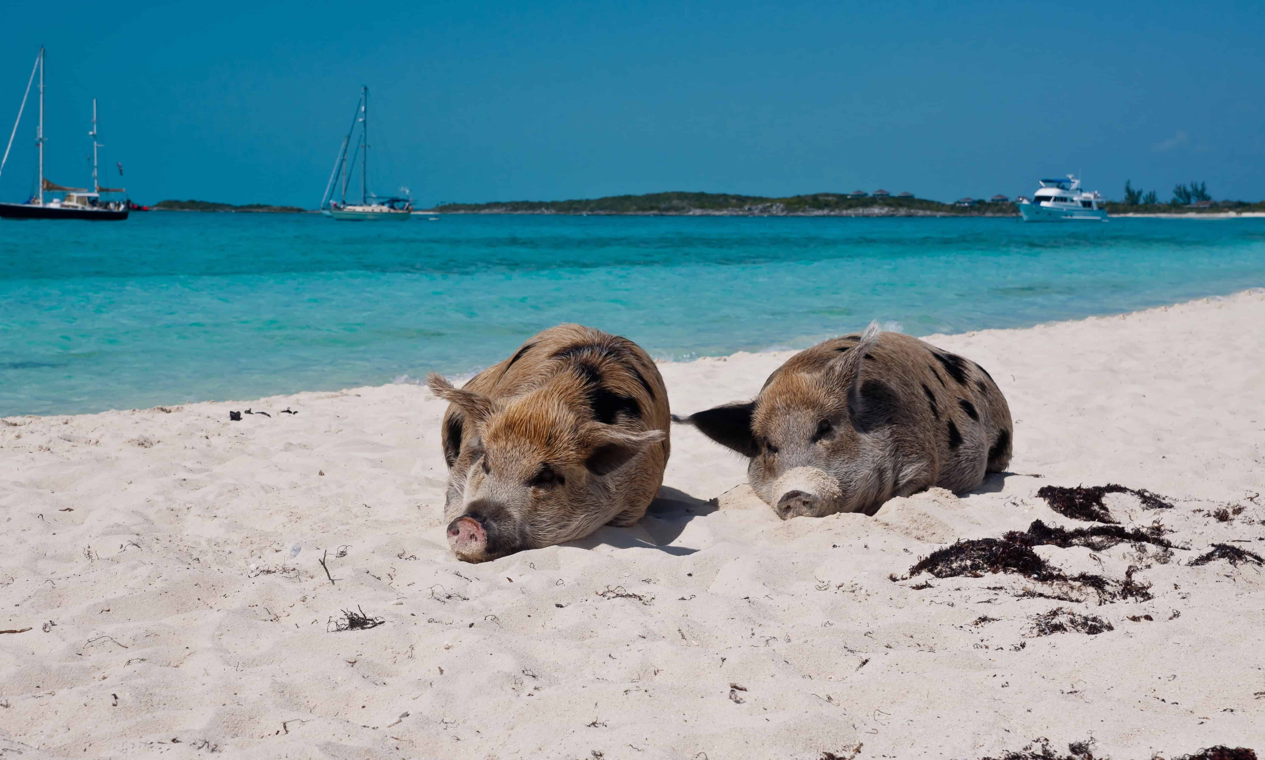 Two pigs lie on a white sandy beach near turquoise water with boats in the background—a fun scene and one of the unique Bahamas cruise activities for families.