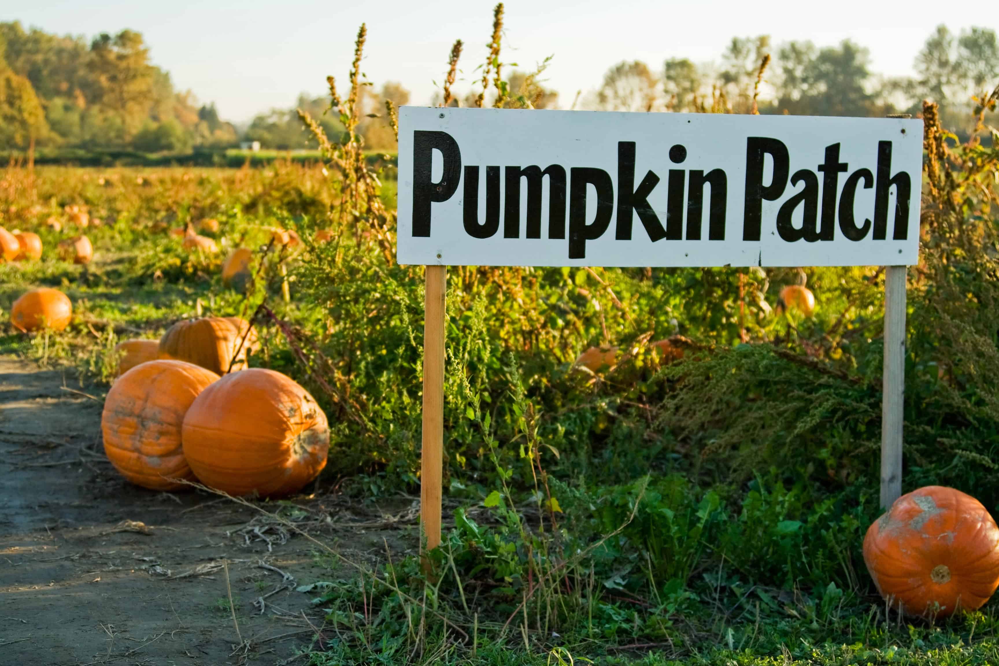 A sign reading "Pumpkin Patch" stands in a field with scattered pumpkins and greenery, capturing the charm of the best pumpkin patches.