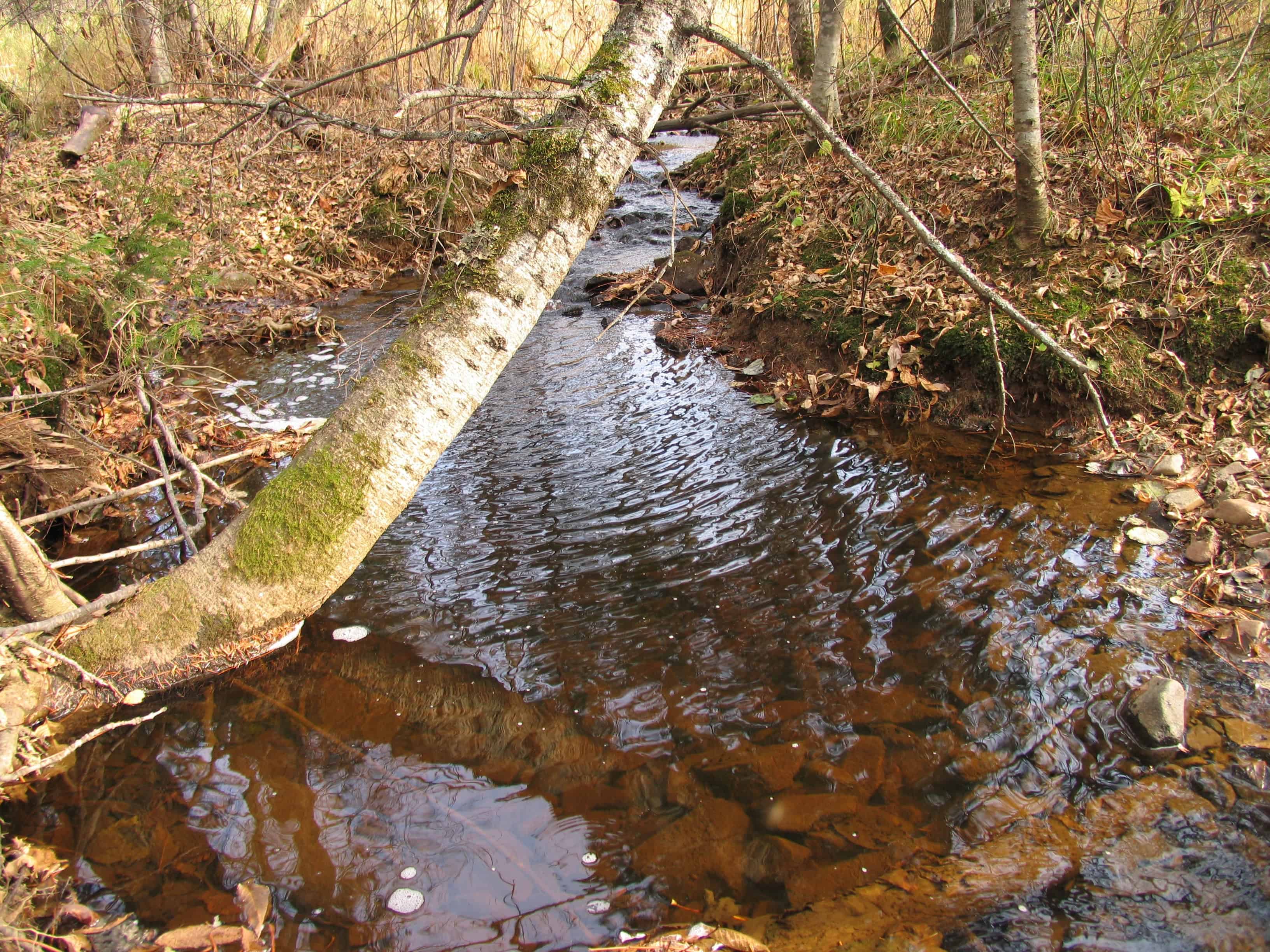 A small stream flows through a forest with trees showcasing some of the best fall foliage in USA, and a leaning birch trunk stretching over the water.