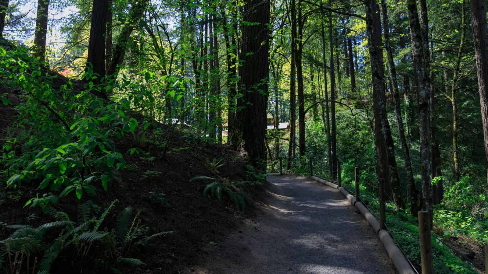 A gravel path winds through a lush, green forest with sunlight filtering through tall trees.