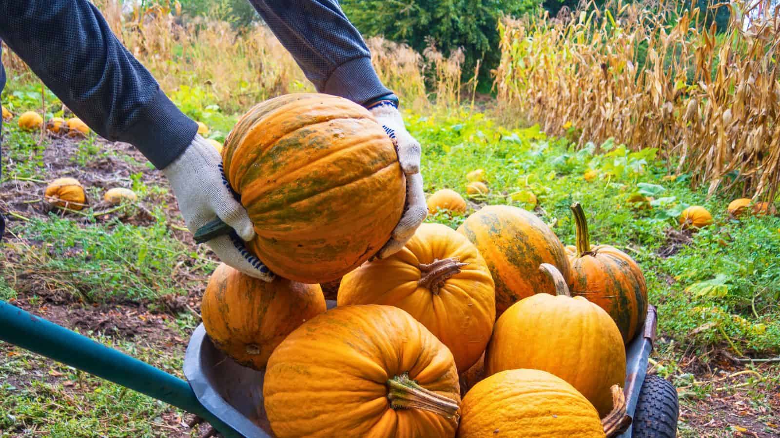 Person placing a pumpkin into a wheelbarrow filled with pumpkins in a field during harvest.