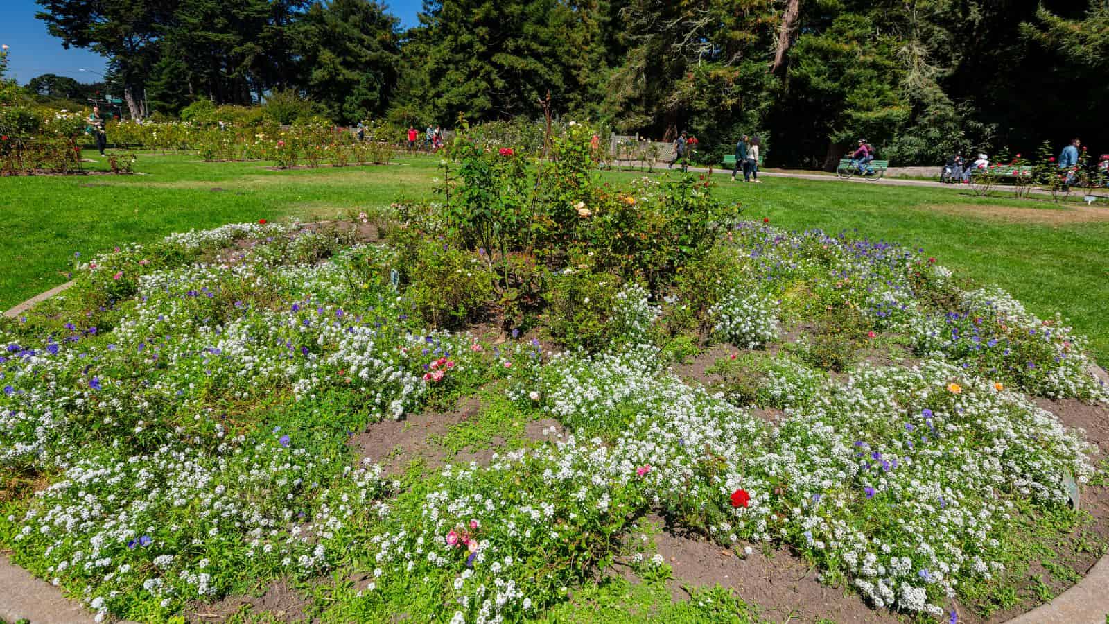 A circular flower bed with colorful blooms in a park, surrounded by grass and trees, people in the background.