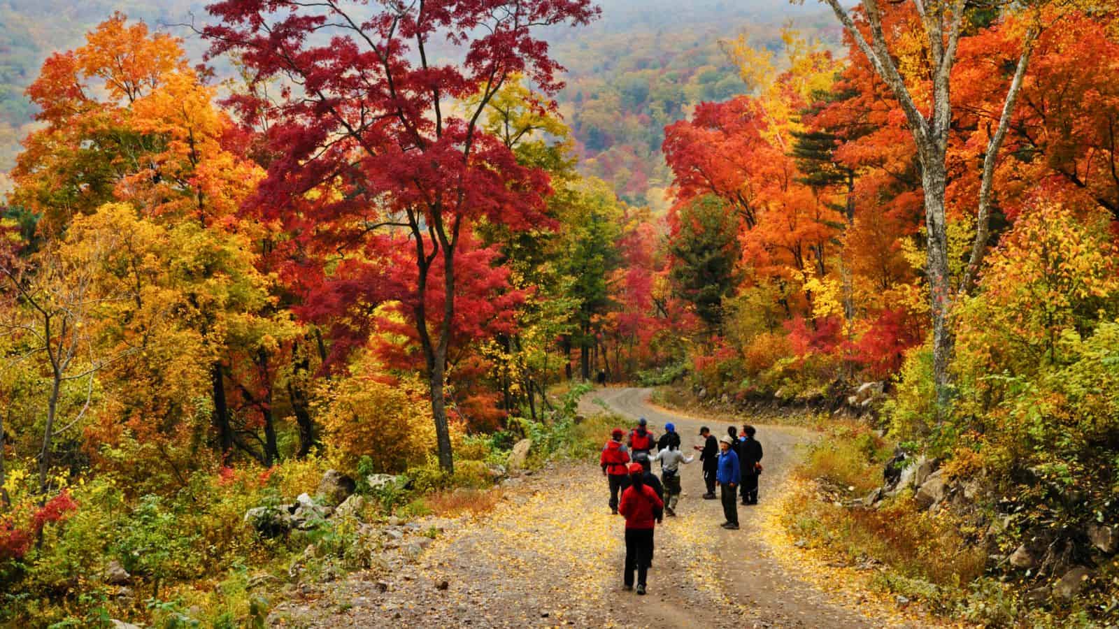 A group of hikers walk on a dirt path surrounded by vibrant autumn trees with red, orange, and yellow leaves.