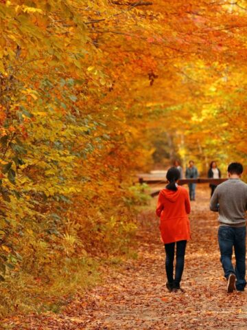 People walk on a path surrounded by vibrant orange and yellow autumn foliage.