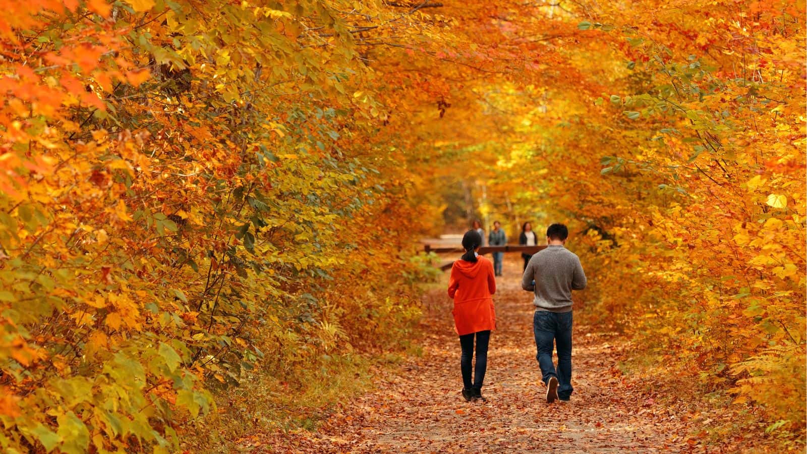 People walk on a path surrounded by vibrant orange and yellow autumn foliage.