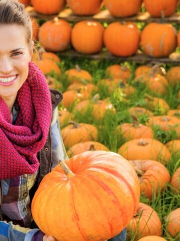 Smiling woman in a plaid shirt and scarf holding a pumpkin in a pumpkin patch surrounded by many pumpkins.