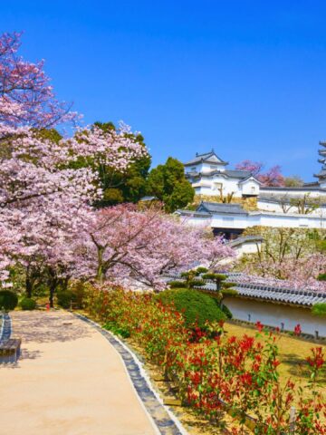 Cherry blossoms in full bloom along a garden path with a white Japanese castle in the background under a blue sky.