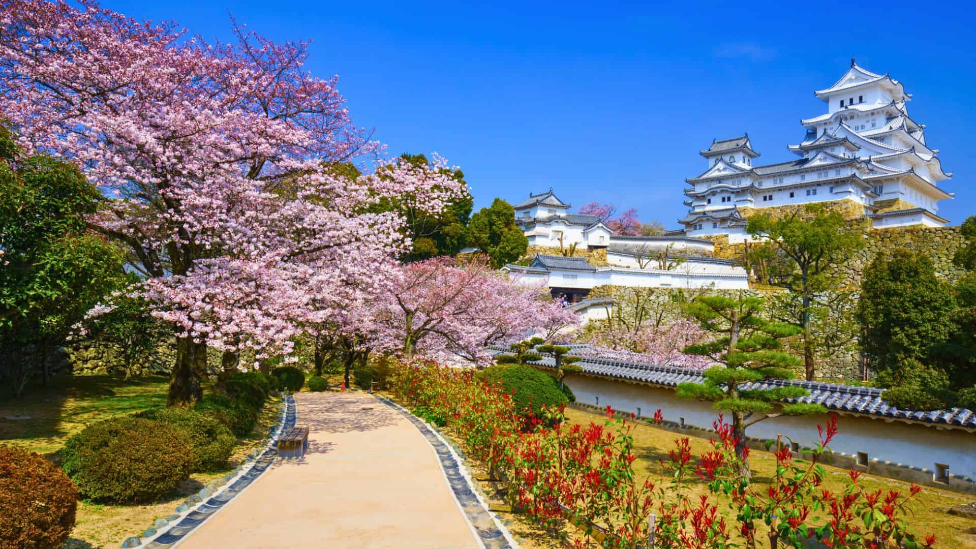 Cherry blossoms in full bloom along a garden path with a white Japanese castle in the background under a blue sky.