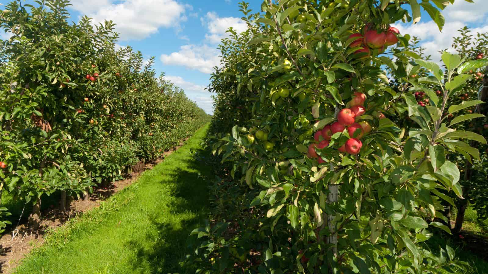 Rows of apple trees with red and green apples growing in a sunny orchard with a grassy path between them.