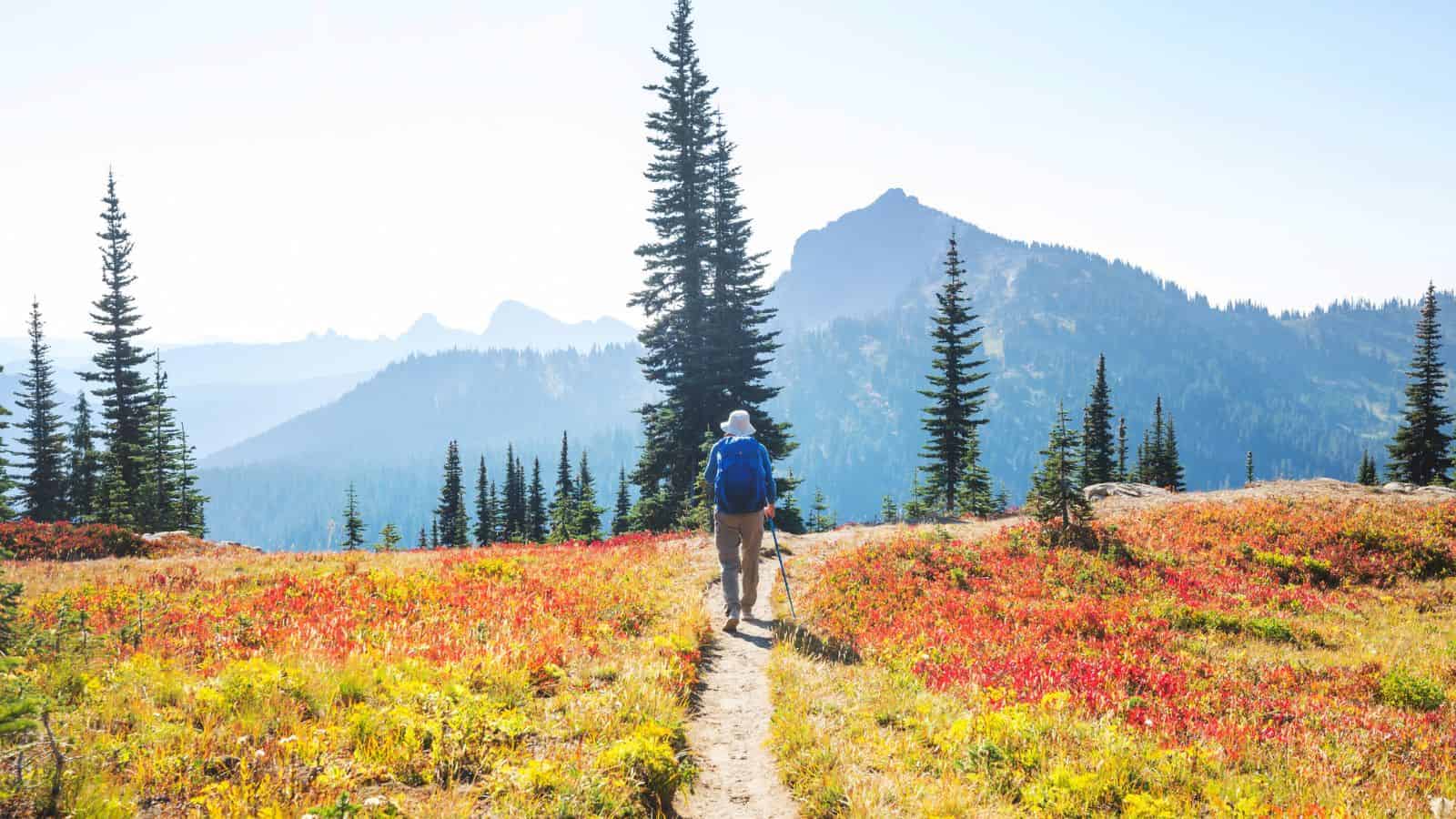 A hiker with a backpack walks along a trail through colorful meadows toward pine trees and mountains.