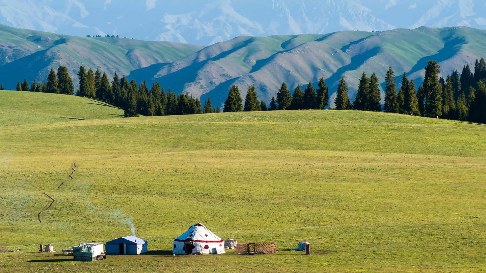 Yurts on a grassy plain with green hills and pine trees in the background.