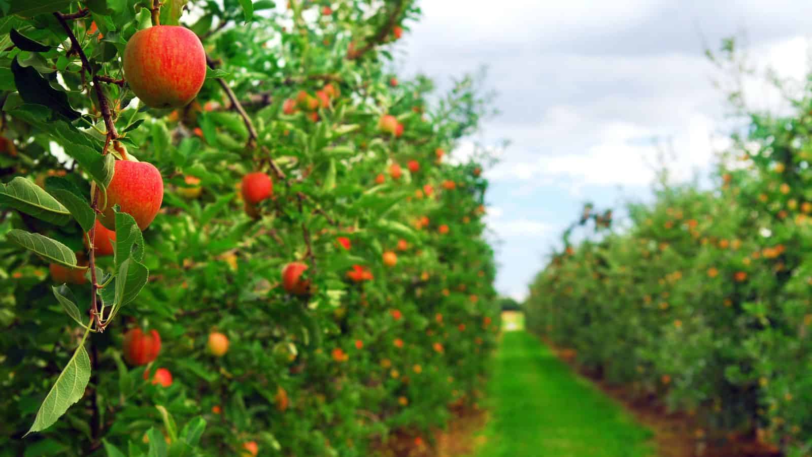 Rows of apple trees with ripe red apples growing in an orchard under a partly cloudy sky.
