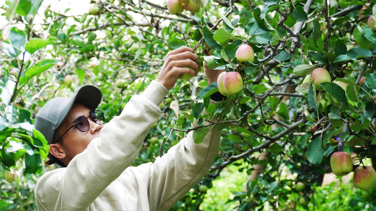 A person wearing glasses and a cap picks apples from a tree in an orchard.