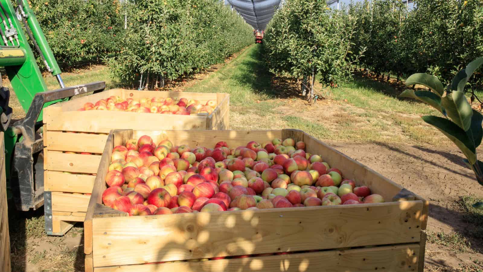 Wooden crates filled with apples sit in an orchard between rows of apple trees on a sunny day.