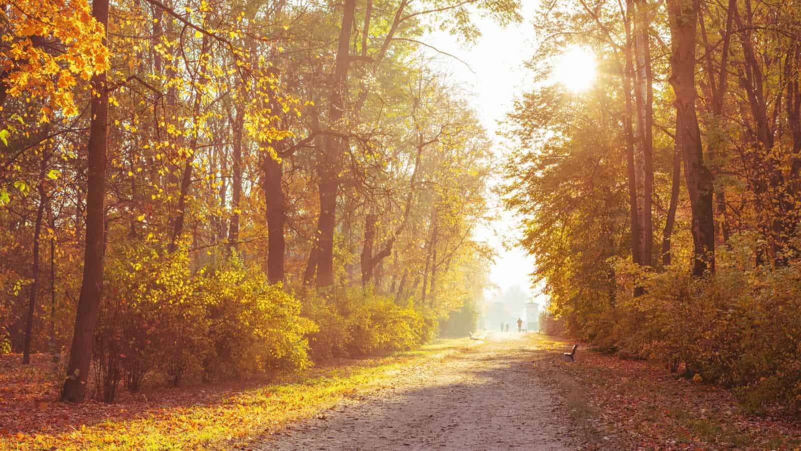Sunny autumn forest path lined with colorful trees, with people walking in the distance.