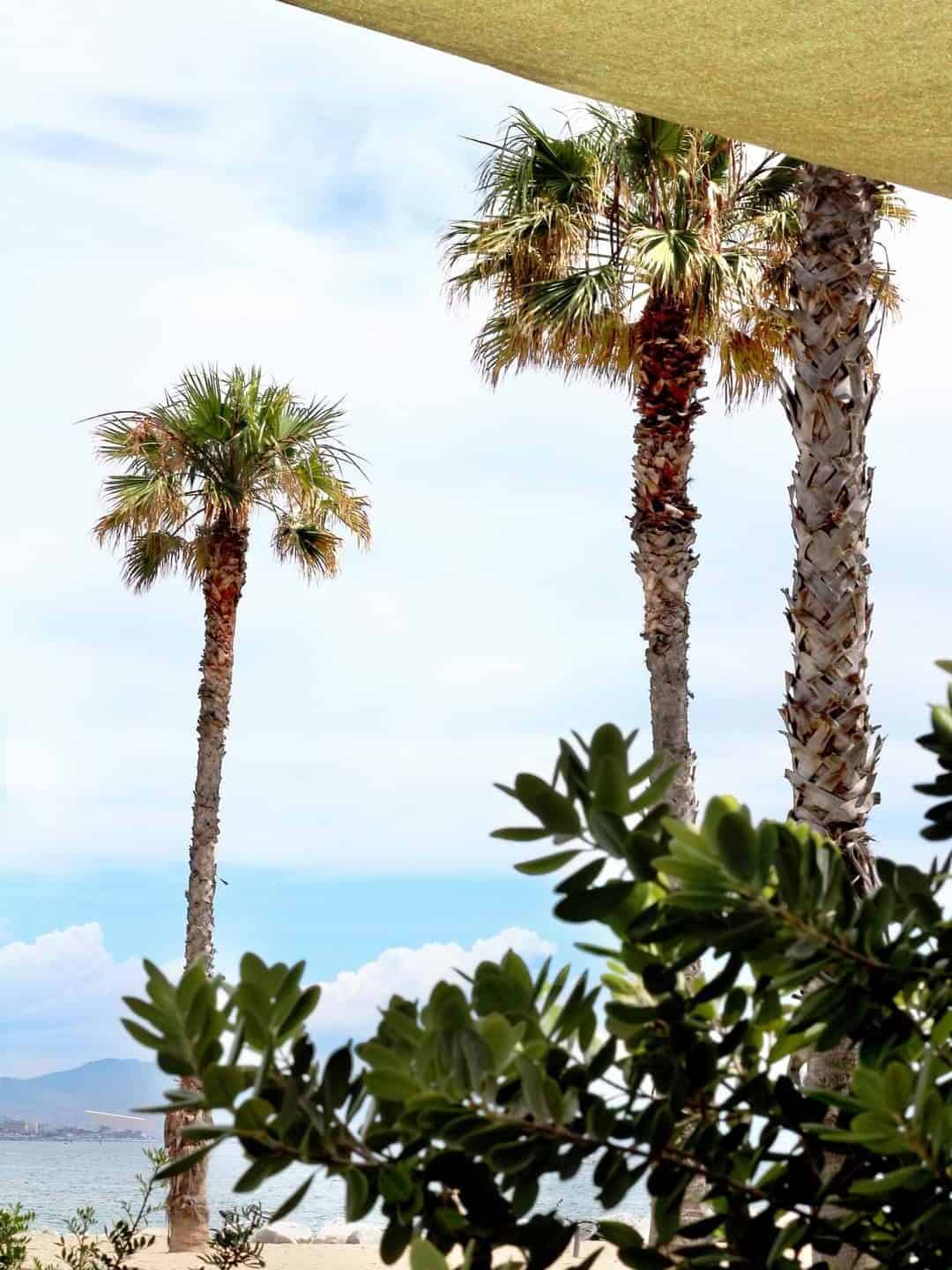 Three tall palm trees on a sunny Barcelona beach, with green shrubs in the foreground and blue sky overhead&mdash;perfect for relaxing after dining at one of the city's best beachfront restaurants.