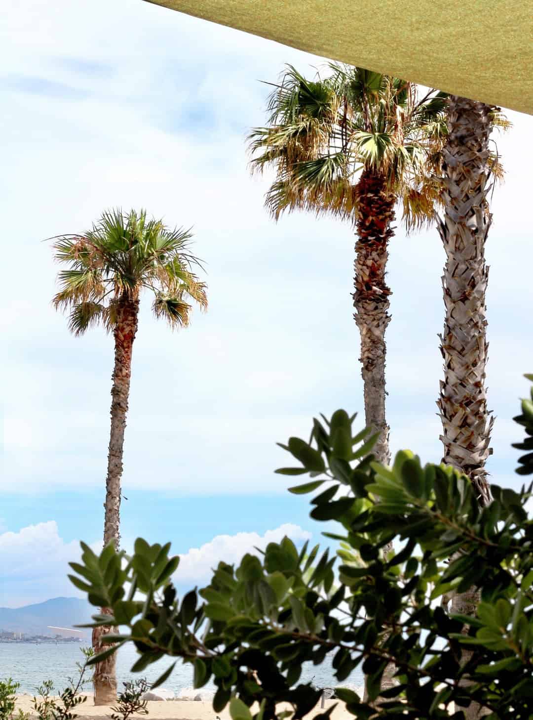Three tall palm trees on a sunny Barcelona beach, with green shrubs in the foreground and blue sky overhead—perfect for relaxing after dining at one of the city's best beachfront restaurants.