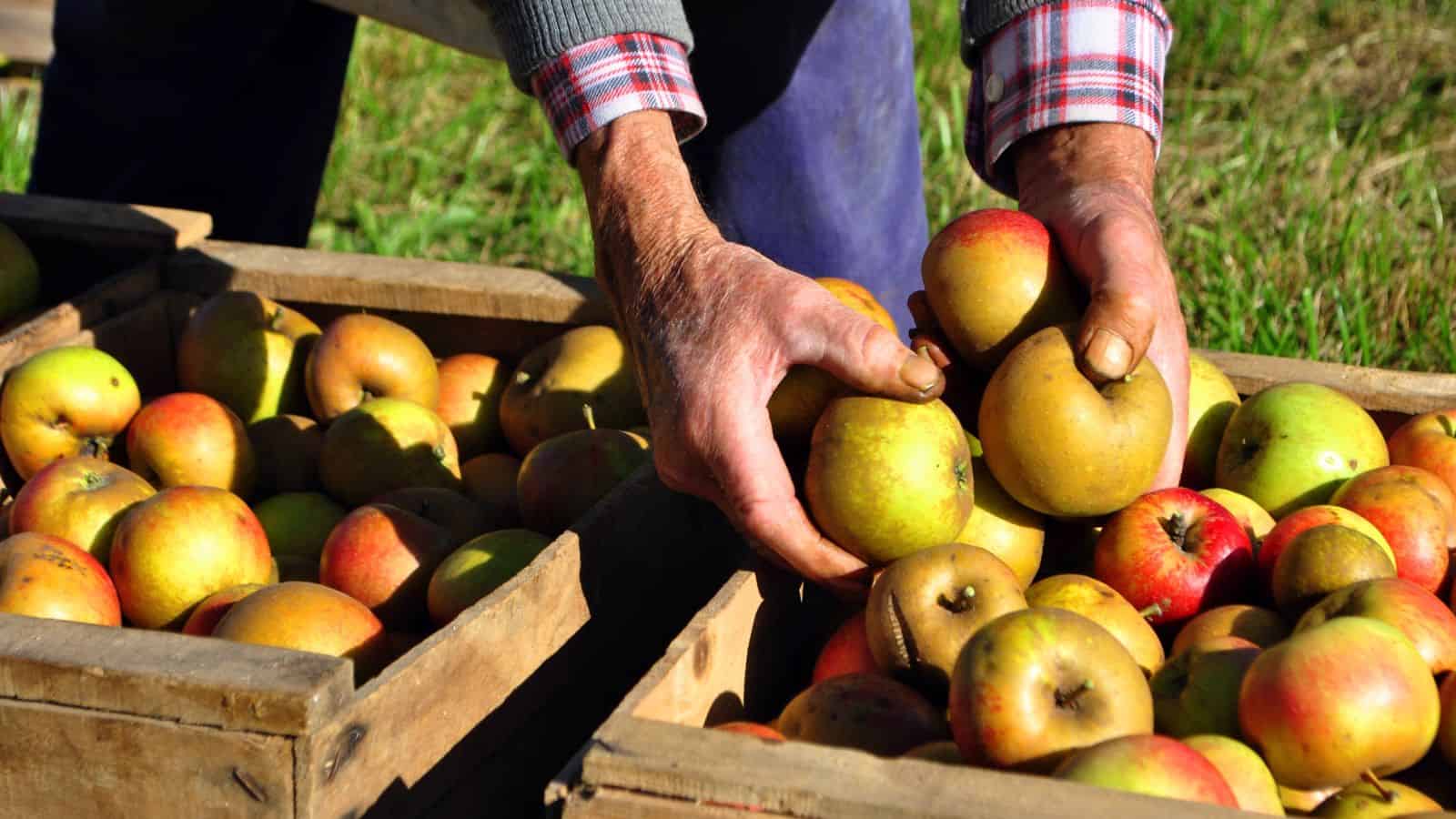 Hands sorting apples into wooden crates outdoors.