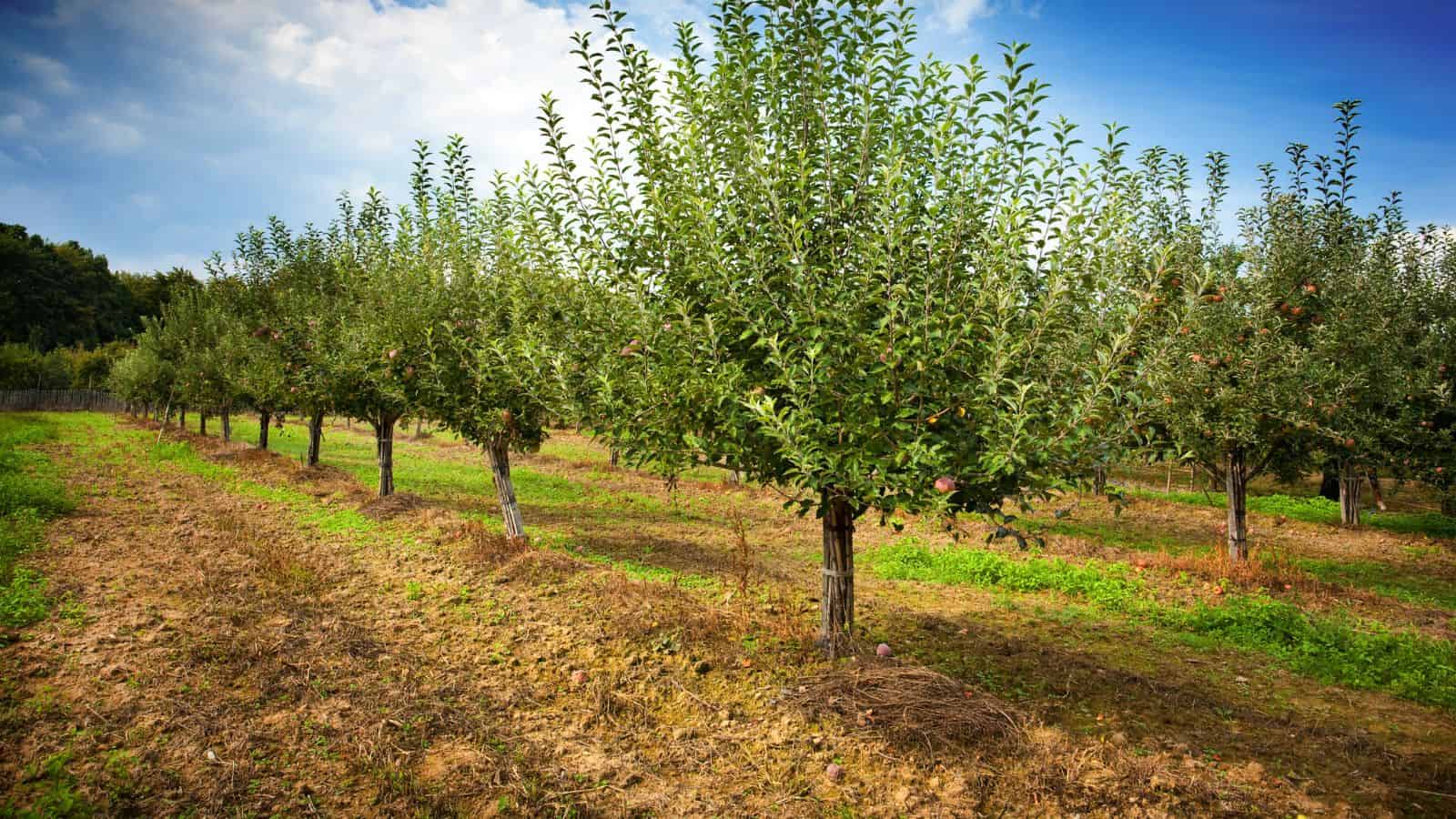 Rows of apple trees in an orchard under a blue sky with scattered clouds.