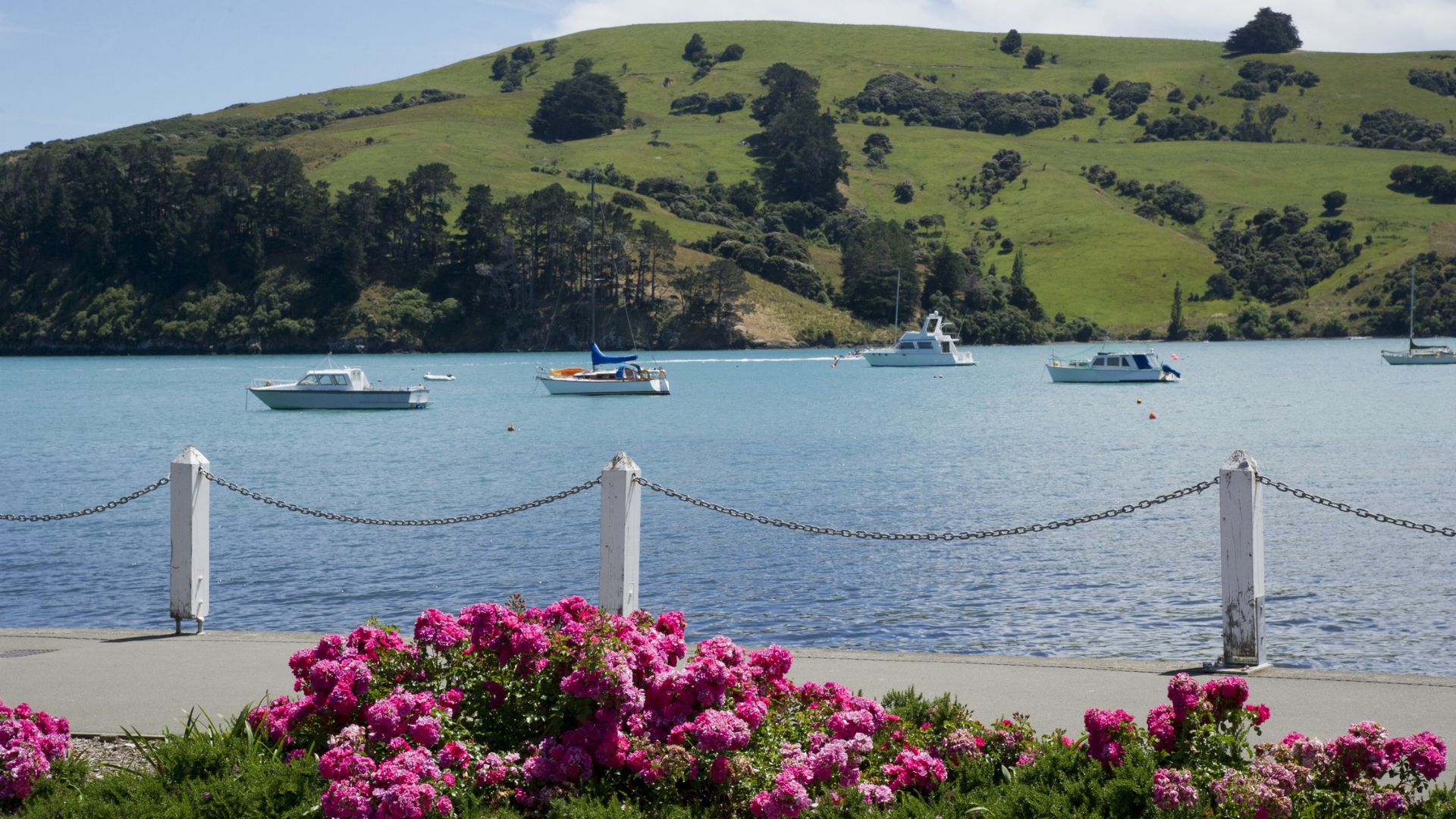 Pink flowers by a waterfront with boats on blue water and green hills in the background.
