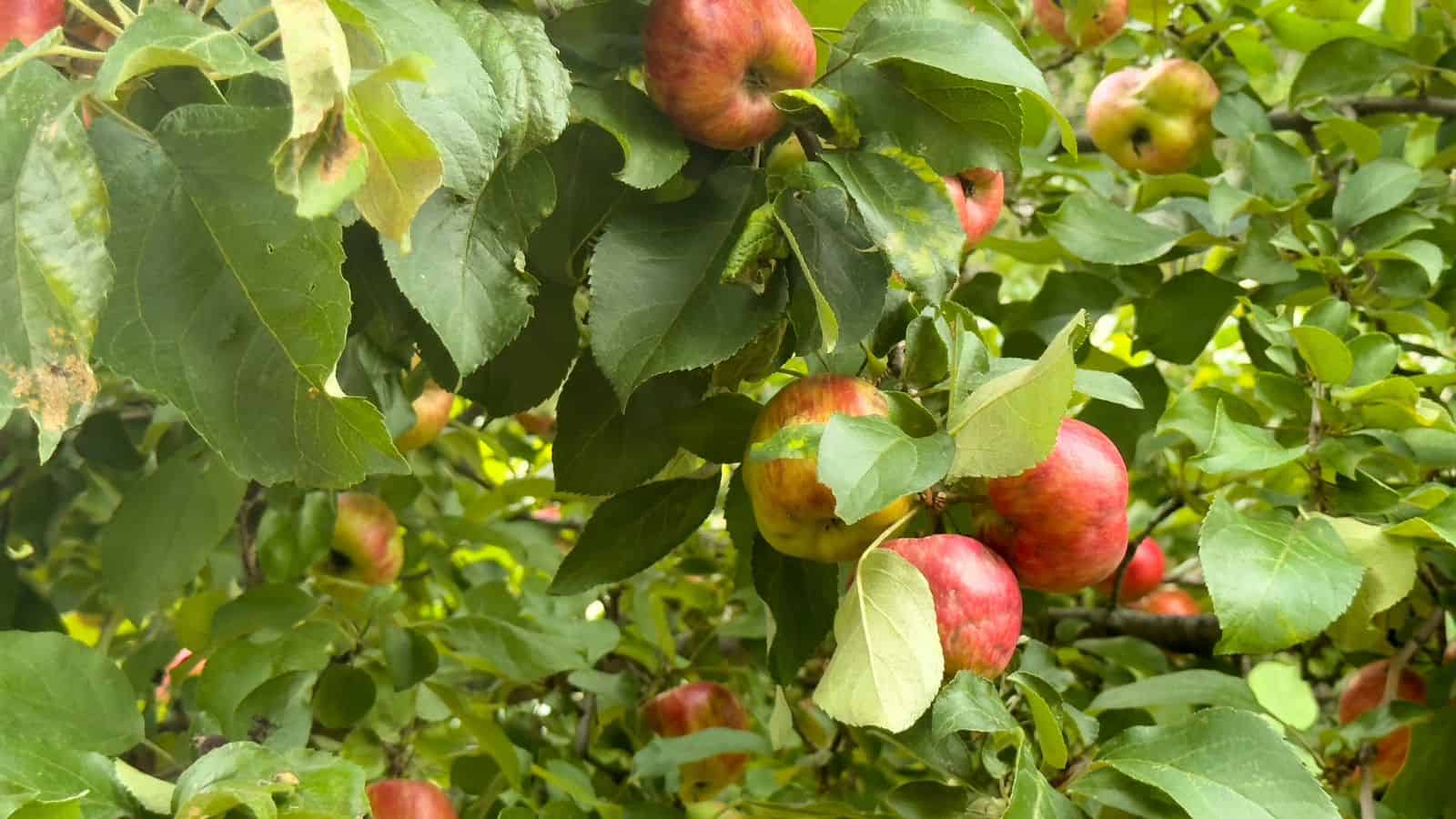 Red and green apples growing on a tree, surrounded by lush green leaves.
