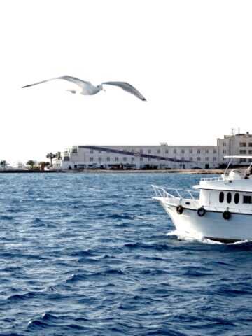 A white boat on blue water with a seagull flying above and buildings in the background, perfect for those booking shore excursions or simply exploring on your own.