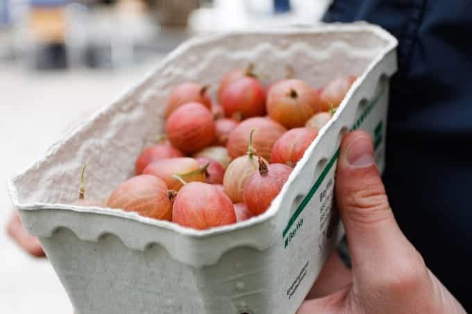 A hand holds a carton filled with ripe, red gooseberries.