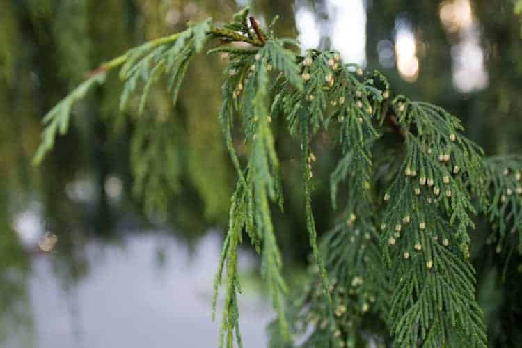 A close-up of green cedar tree branches with small cones, softly blurred background, evokes the natural beauty you might discover when visiting Poland.