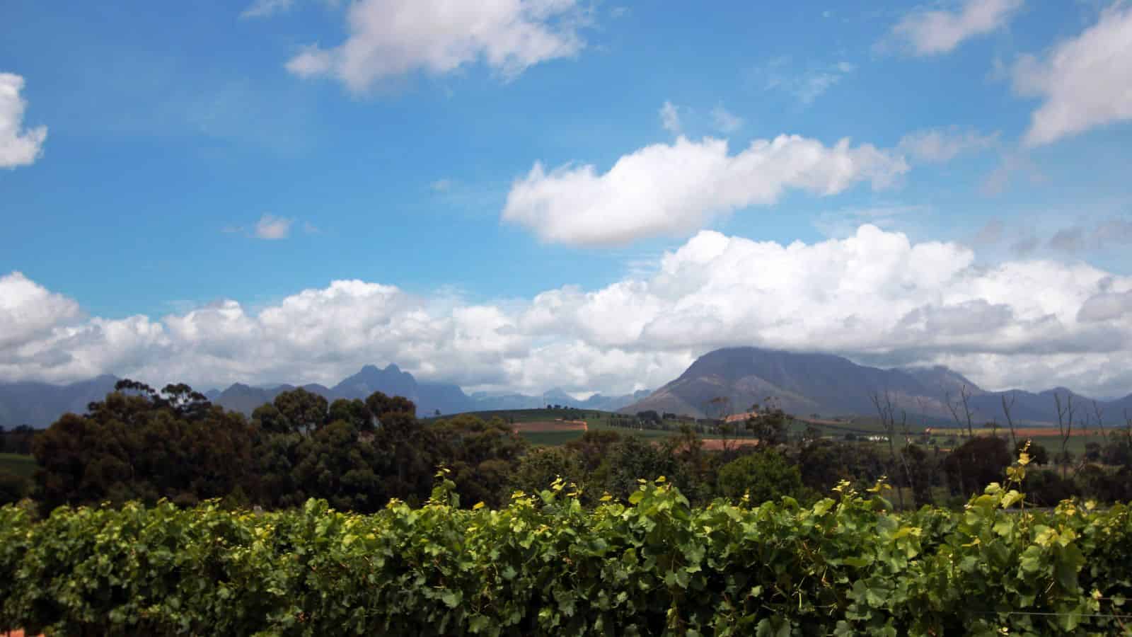 Green vineyard with mountains in the background under a partly cloudy blue sky.
