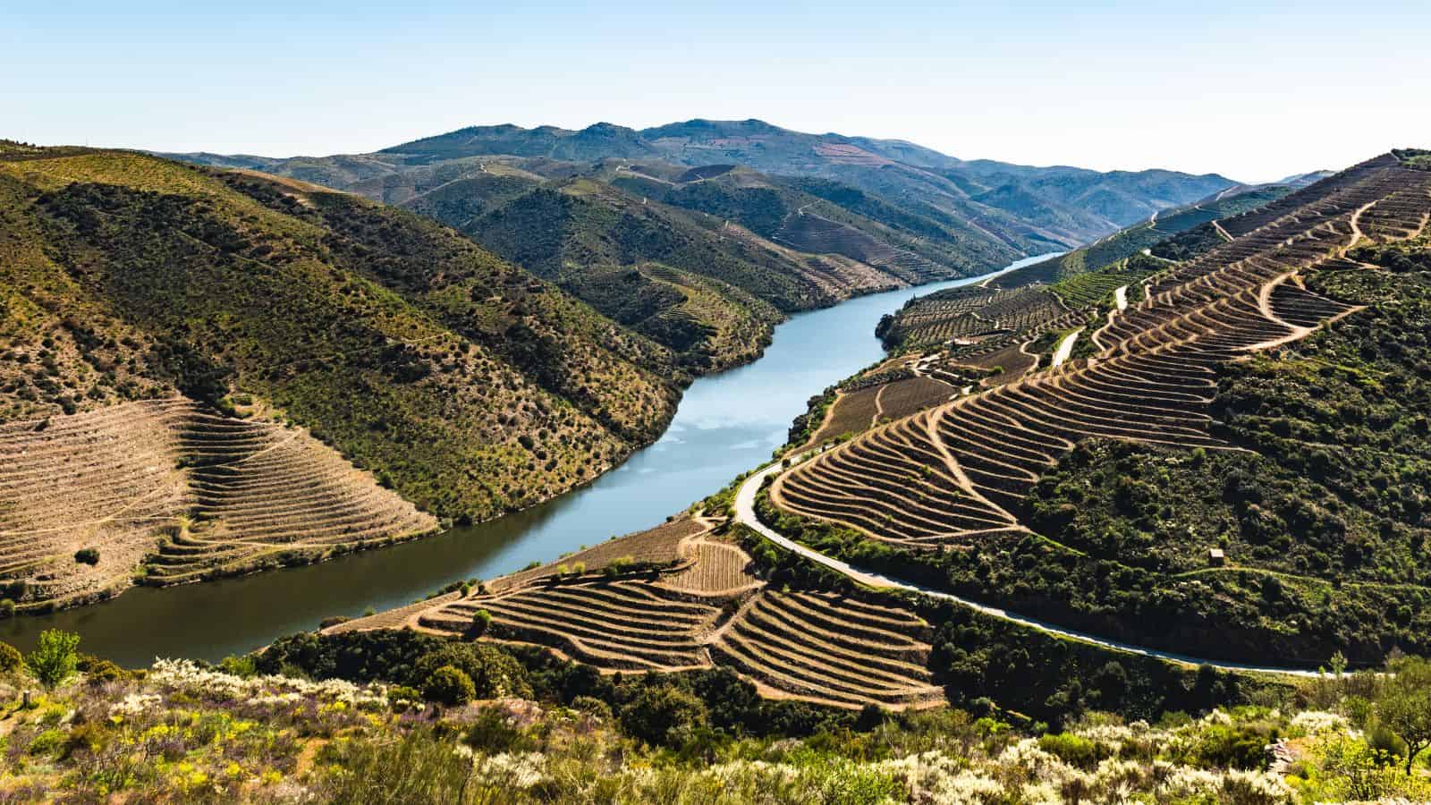 A winding river flows between terraced vineyards on green hills under a clear sky.
