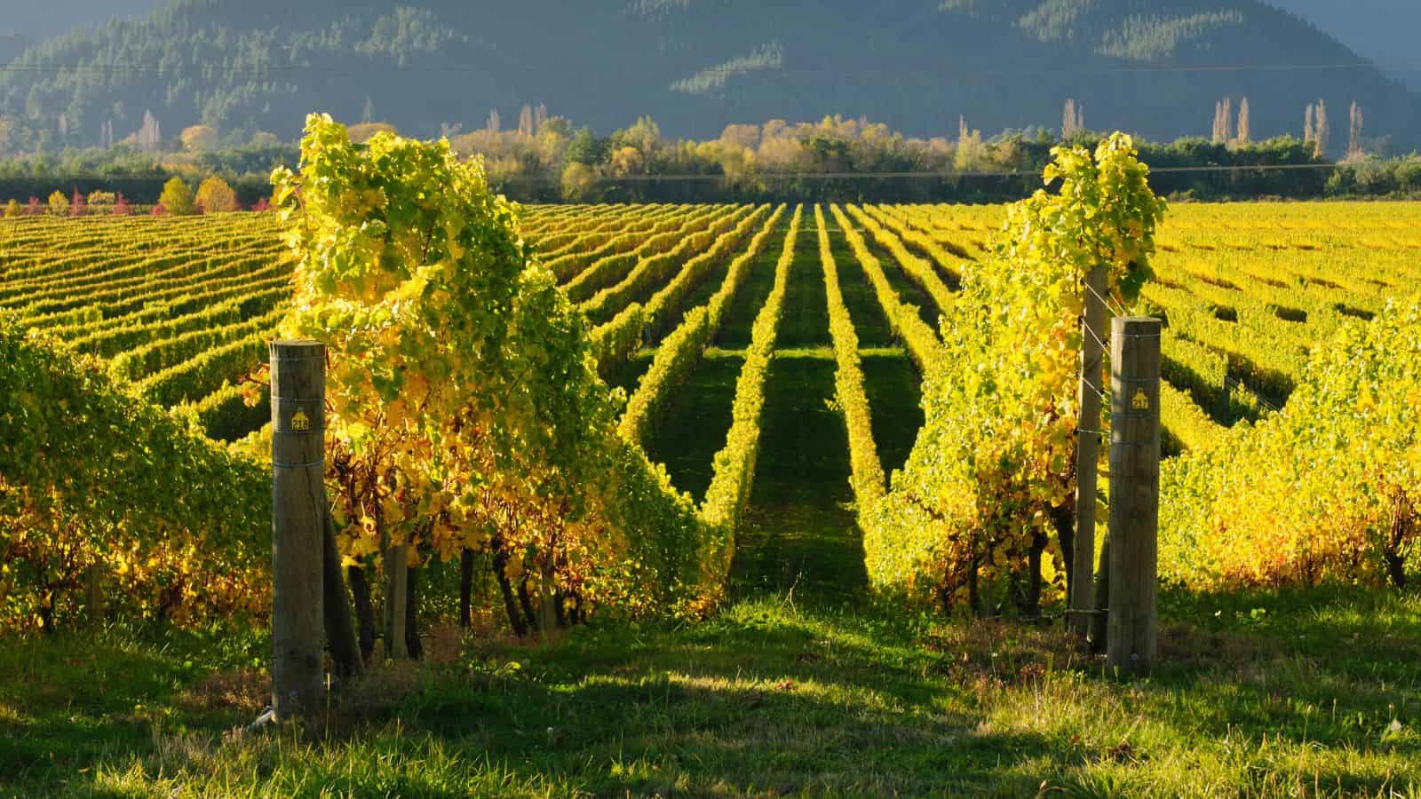 Rows of grapevines in a lush vineyard with mountains and trees in the background, under sunlight.