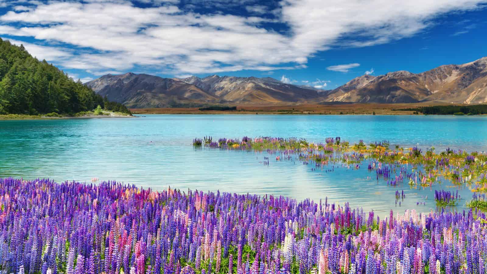 Purple and pink lupines bloom by a turquoise lake with mountains and blue sky in the background.