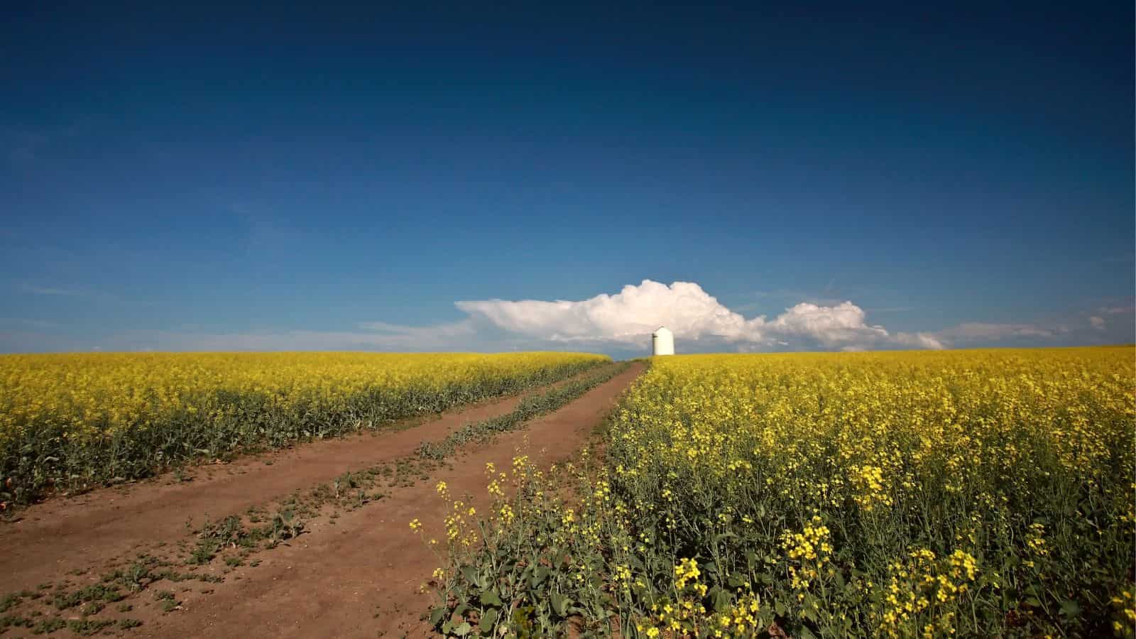 A dirt path runs through a yellow flower field toward a white structure under a blue sky with clouds.