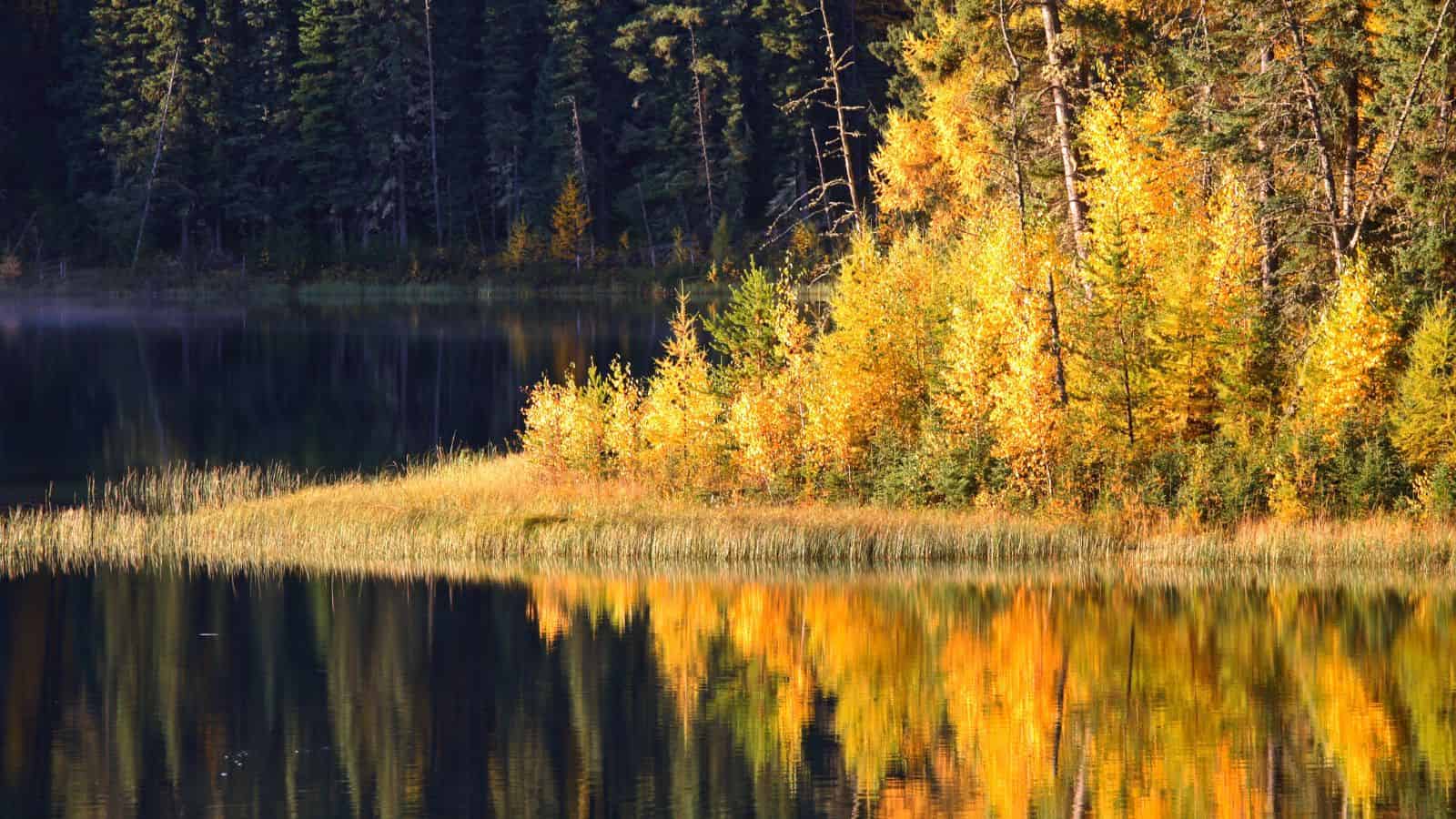 Yellow autumn trees by a lake, their reflection visible in the calm water, with a forest in the background.
