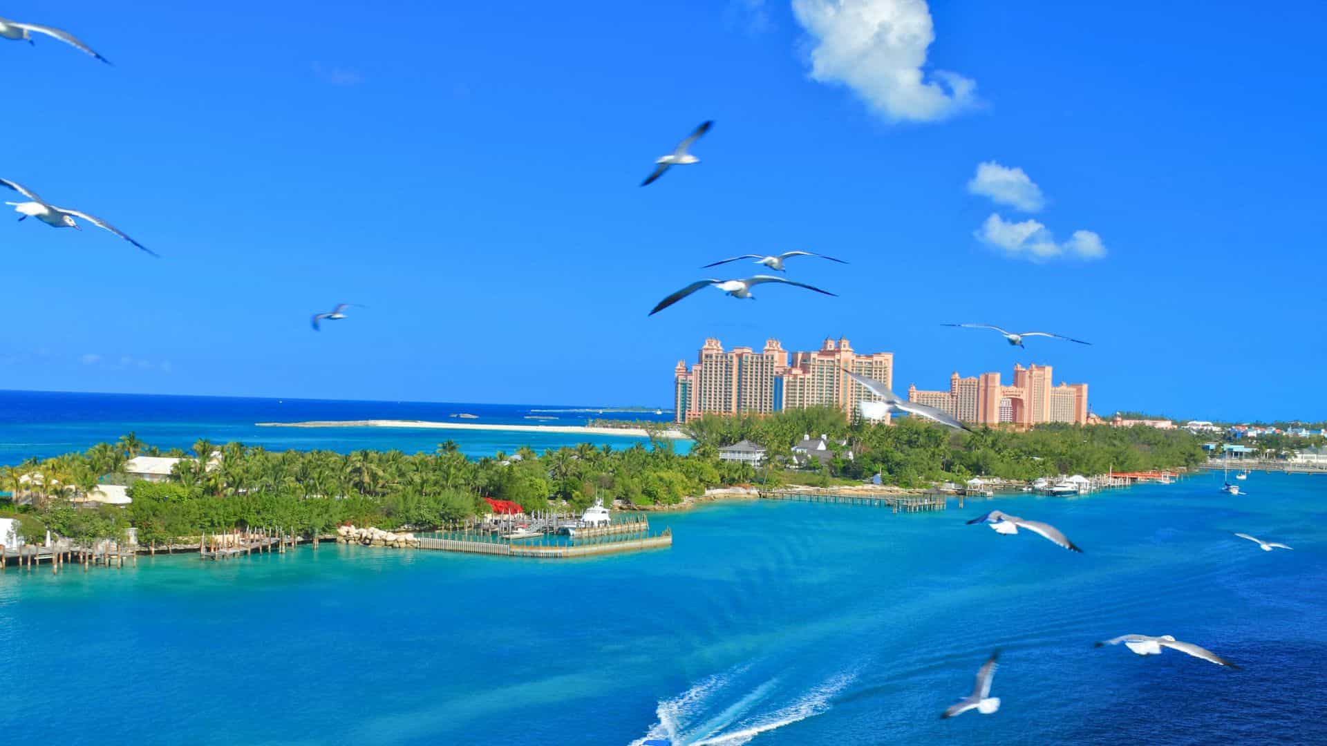 Seagulls fly over turquoise water with a resort and lush green island in the background under a blue sky.