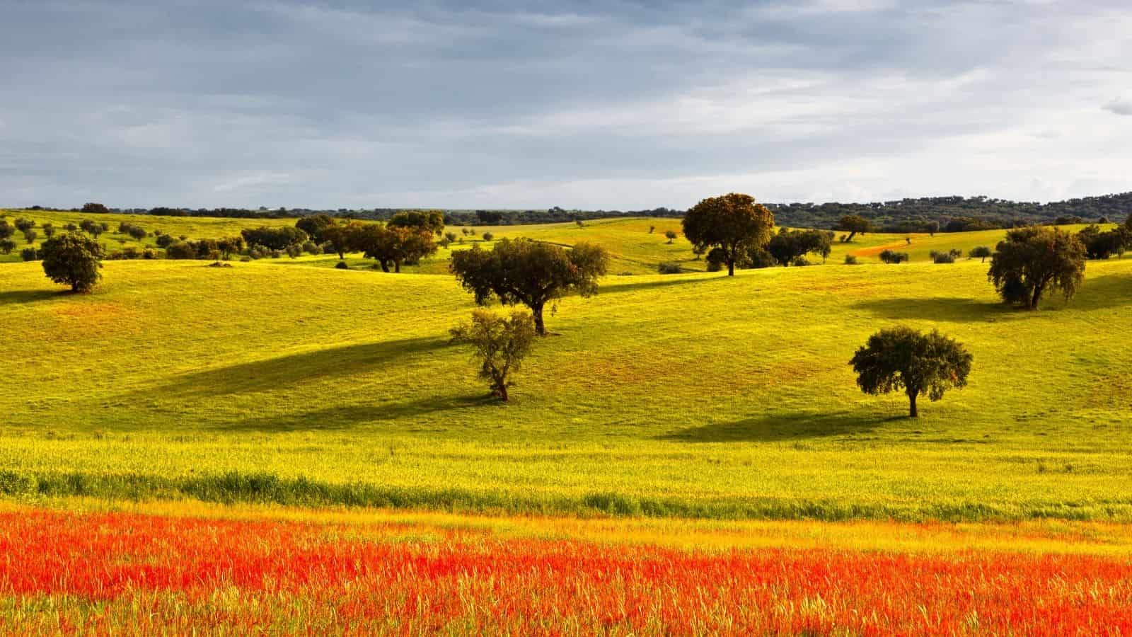 Rolling green and yellow hills with scattered trees and a field of red wildflowers under a cloudy sky.