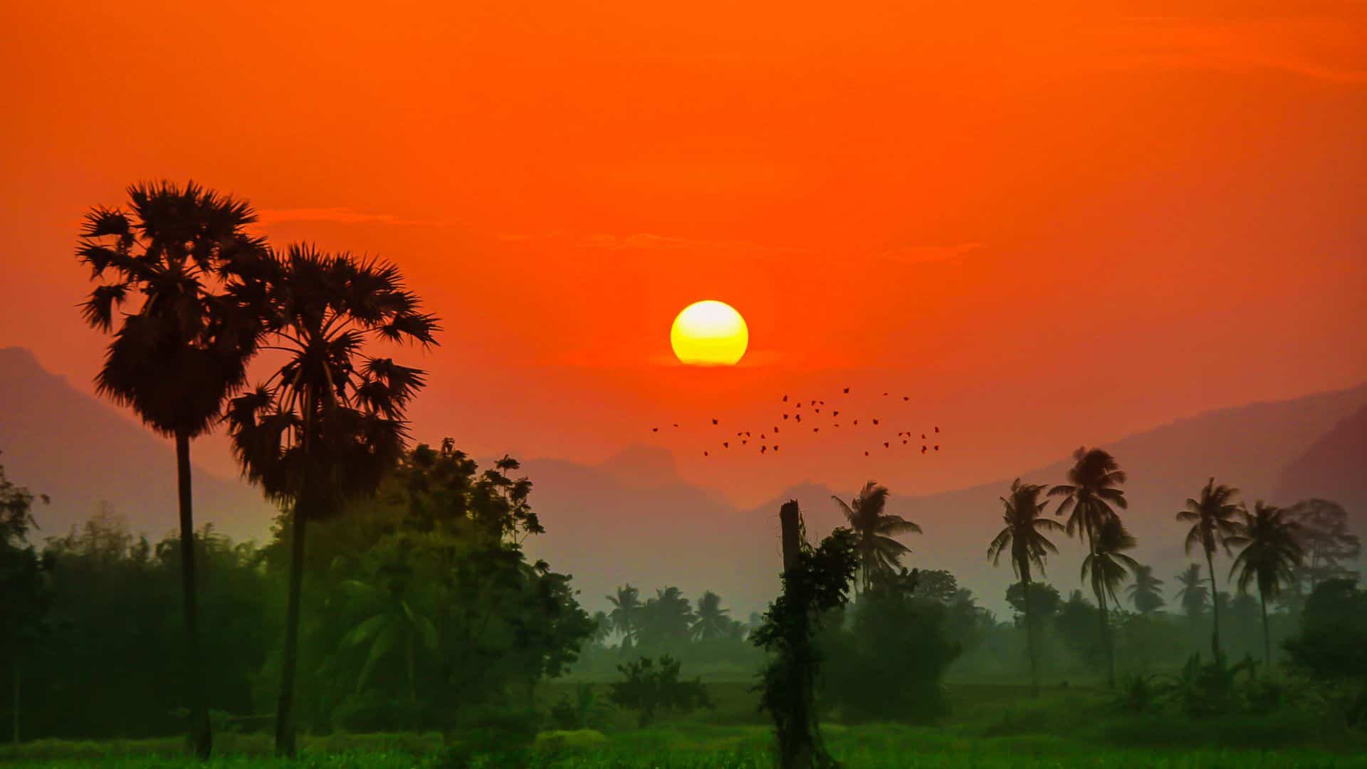 Sunset over a tropical landscape with palm trees, distant mountains, and birds flying in the orange sky.