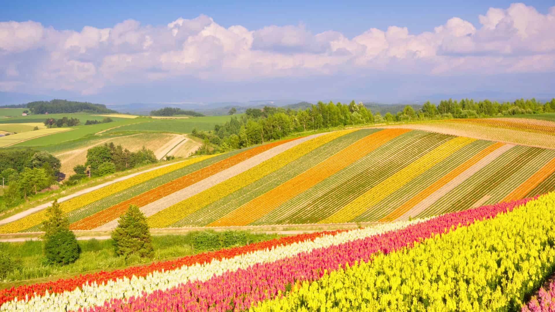 Colorful rows of blooming flowers stretch across rolling hills under a partly cloudy sky in the countryside.