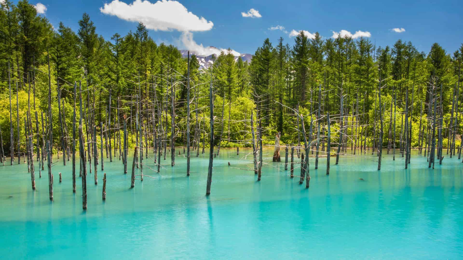 Tall dead trees stand in vivid blue pond, surrounded by green forest under a bright sky with clouds.
