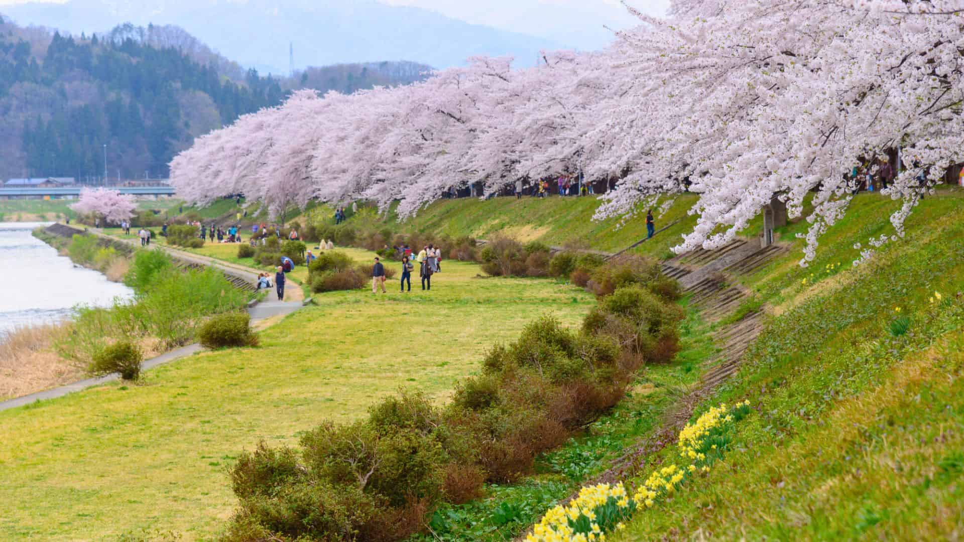 People walk along a riverside path lined with blooming cherry blossom trees and green grass.