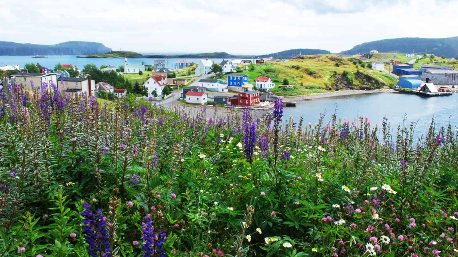 Wildflowers in the foreground with a colorful coastal village, hills, and water in the background.