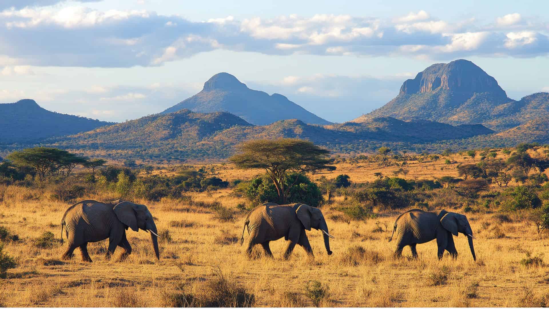 Three elephants walking across a grassy savanna with mountains in the background under a partly cloudy sky.