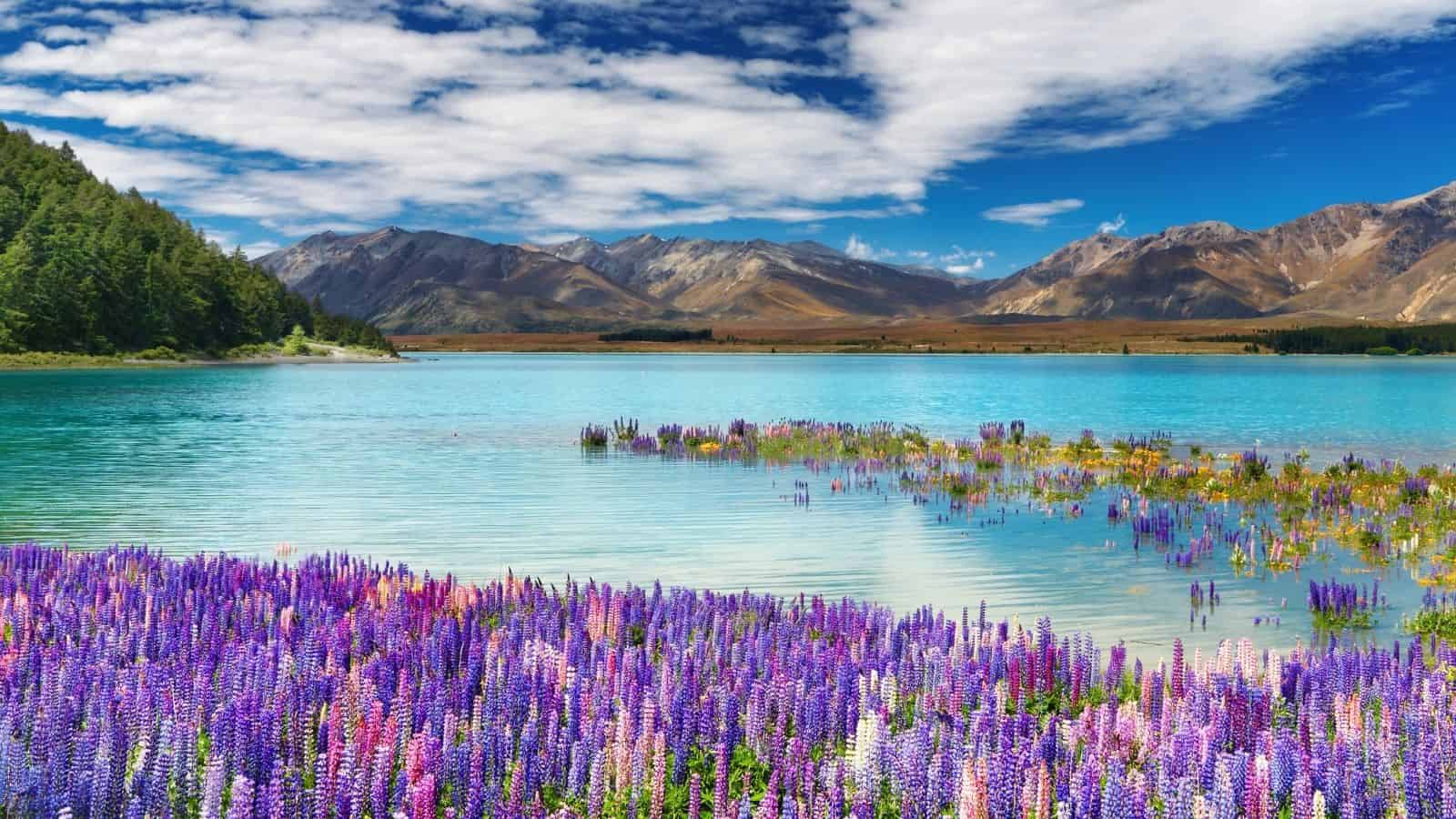 Vibrant purple lupines by a turquoise lake with mountains and a partly cloudy sky in the background.