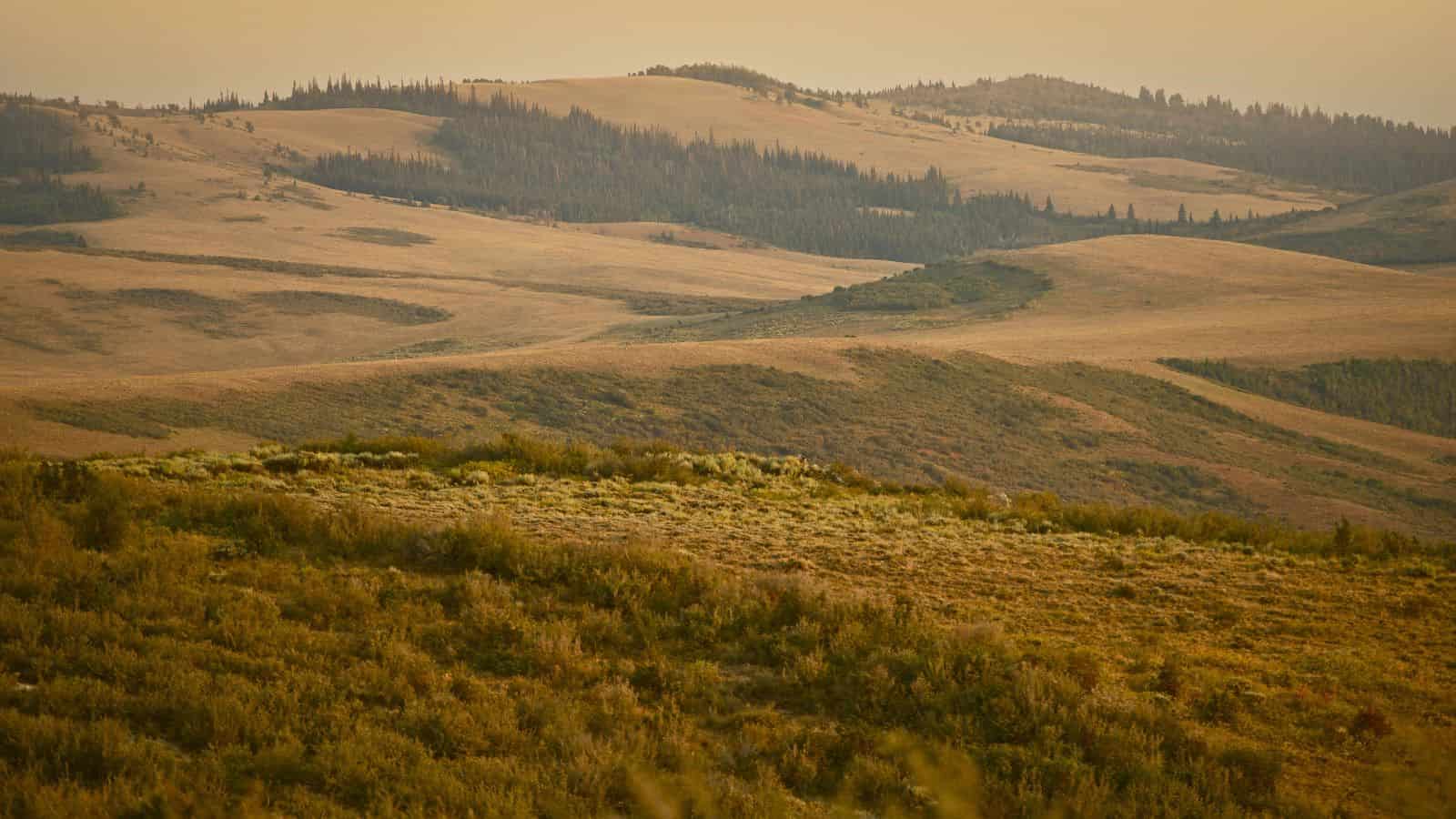 Rolling golden hills with patches of green shrubs and distant tree-lined ridges under a hazy sky.
