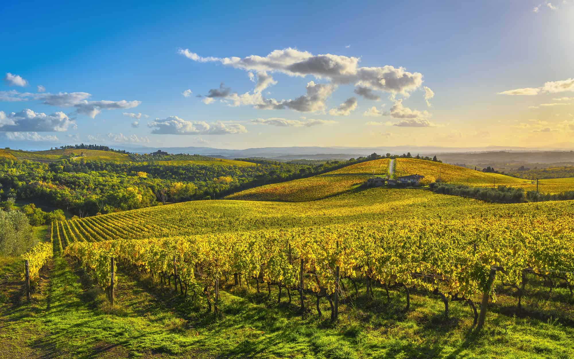 Golden vineyards stretch across rolling hills under a bright blue sky with scattered clouds at sunset, capturing the charm of Tuscany villages nestled in the landscape.