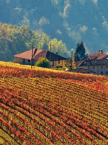 A hillside vineyard in autumn with colorful rows of grapevines and houses nestled among the fields.