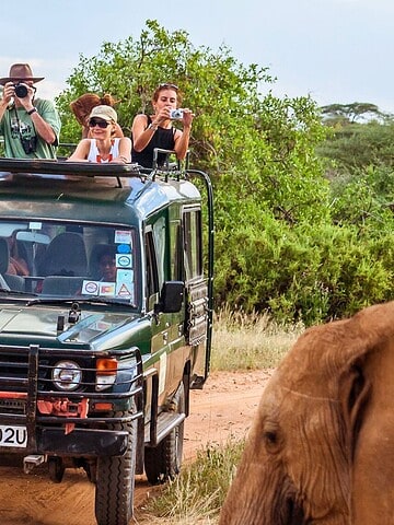 Four people on a safari in a jeep photograph elephants walking on a dirt road in a grassy landscape.