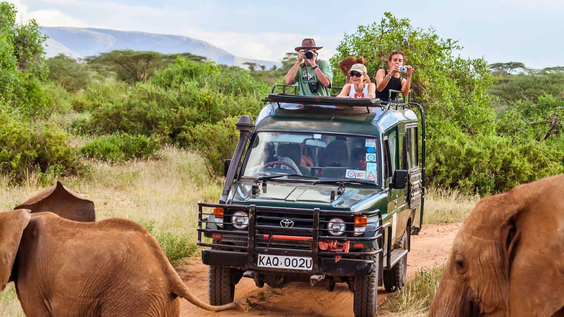 Four people on a safari in a jeep photograph elephants walking on a dirt road in a grassy landscape.